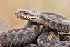 Adder